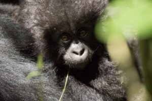 ERR Gorillamajandus Rwanda Mondo